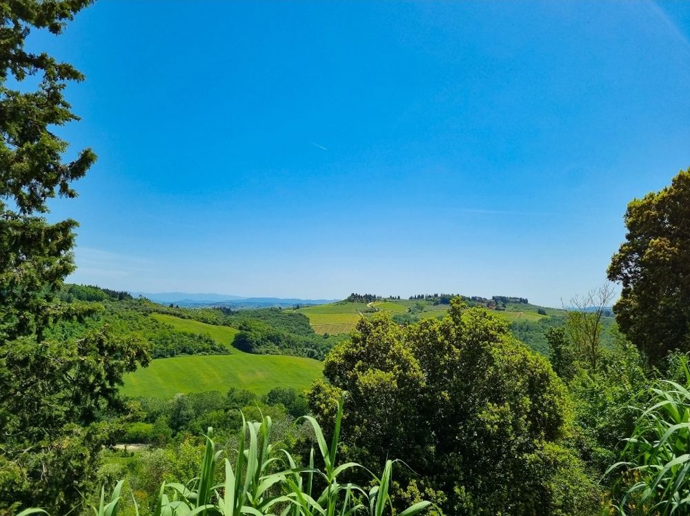 Vineyards near Florence