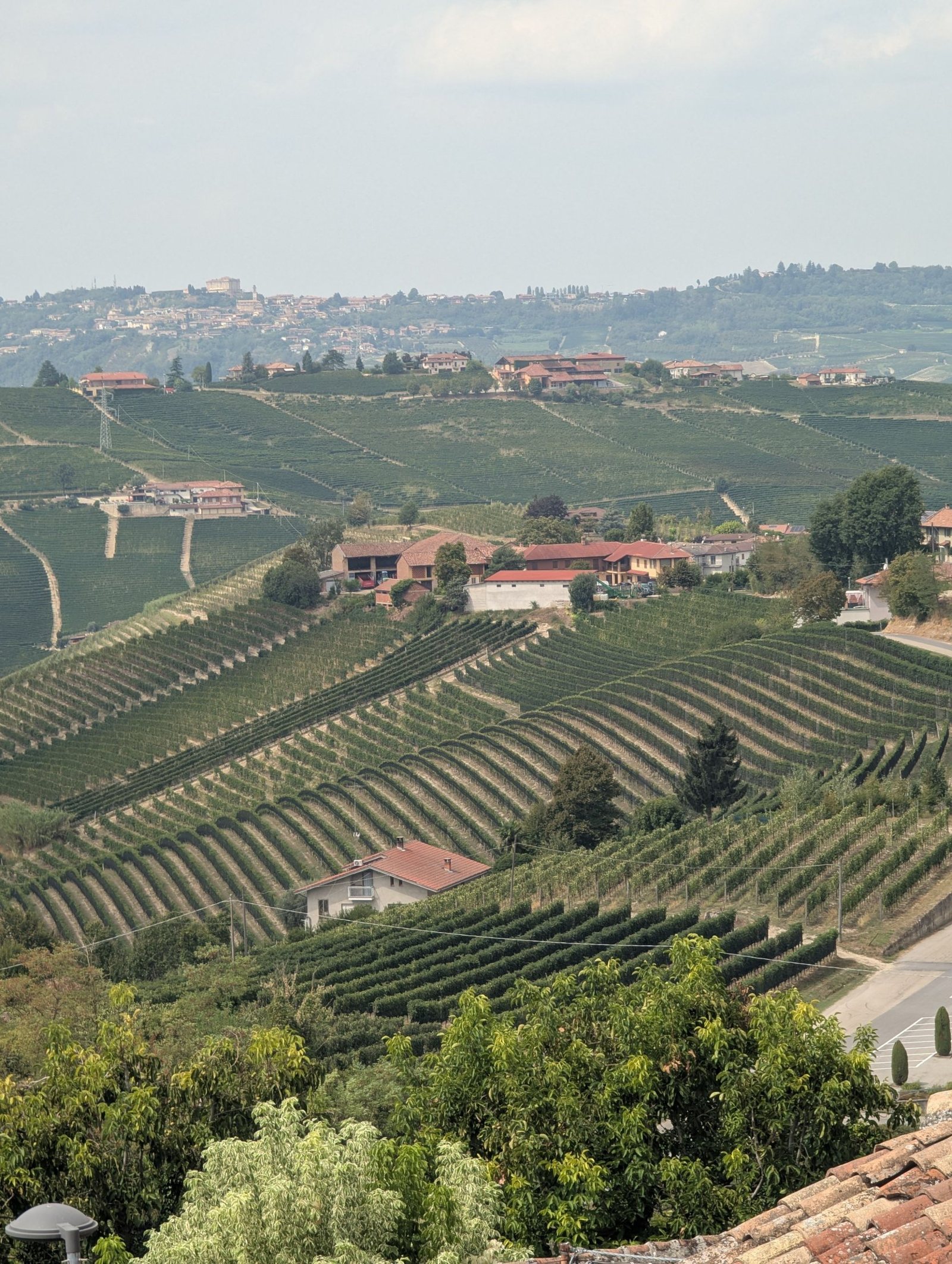Vineyards on the Langhe hills